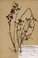 藏品(雞骨紅)的圖片